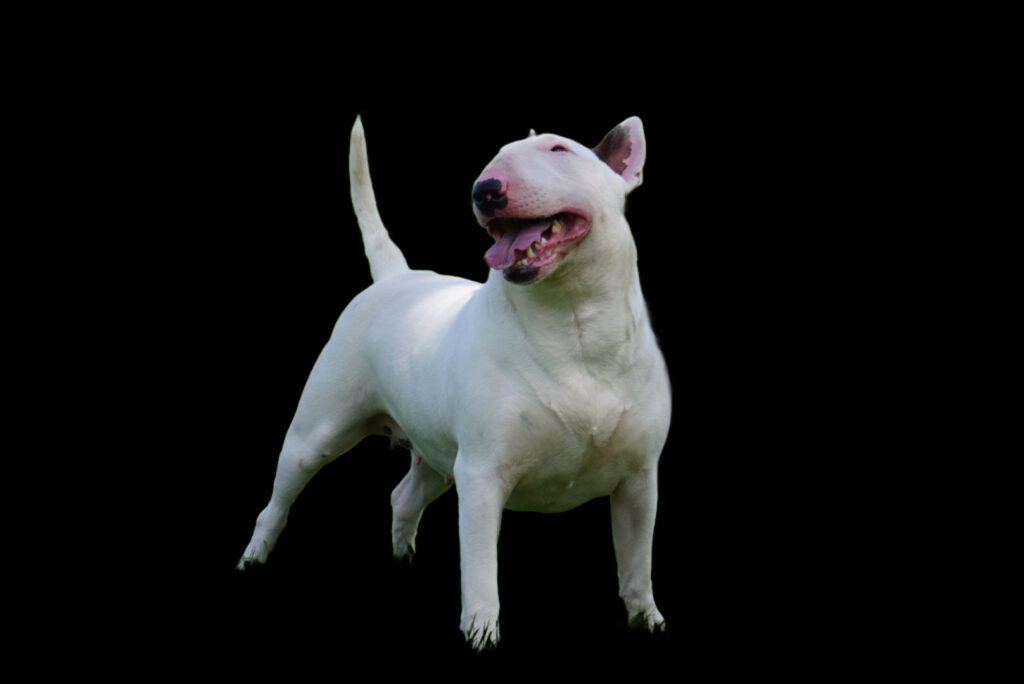 bull terrier pups te koop