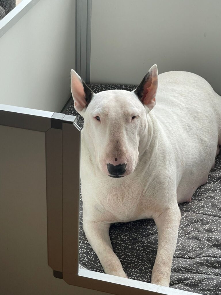 Bull Terrier drachtig
