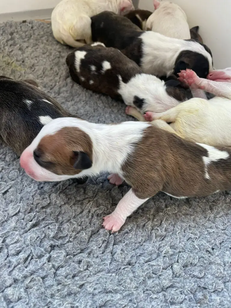 bull terrier puppy geboren bij houseofscarlett