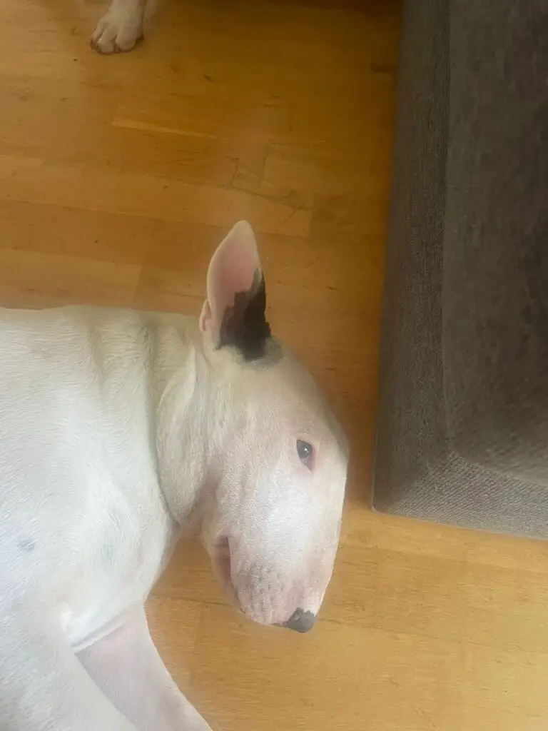 Ayla drachtig van pups bull terrier