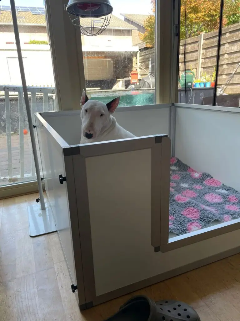 Bull Terrier in werpkist puppies op komst