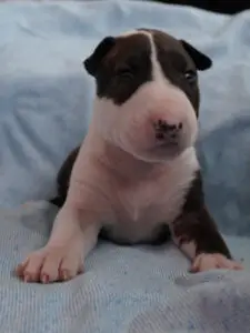 brindlebullterrierpuppy
